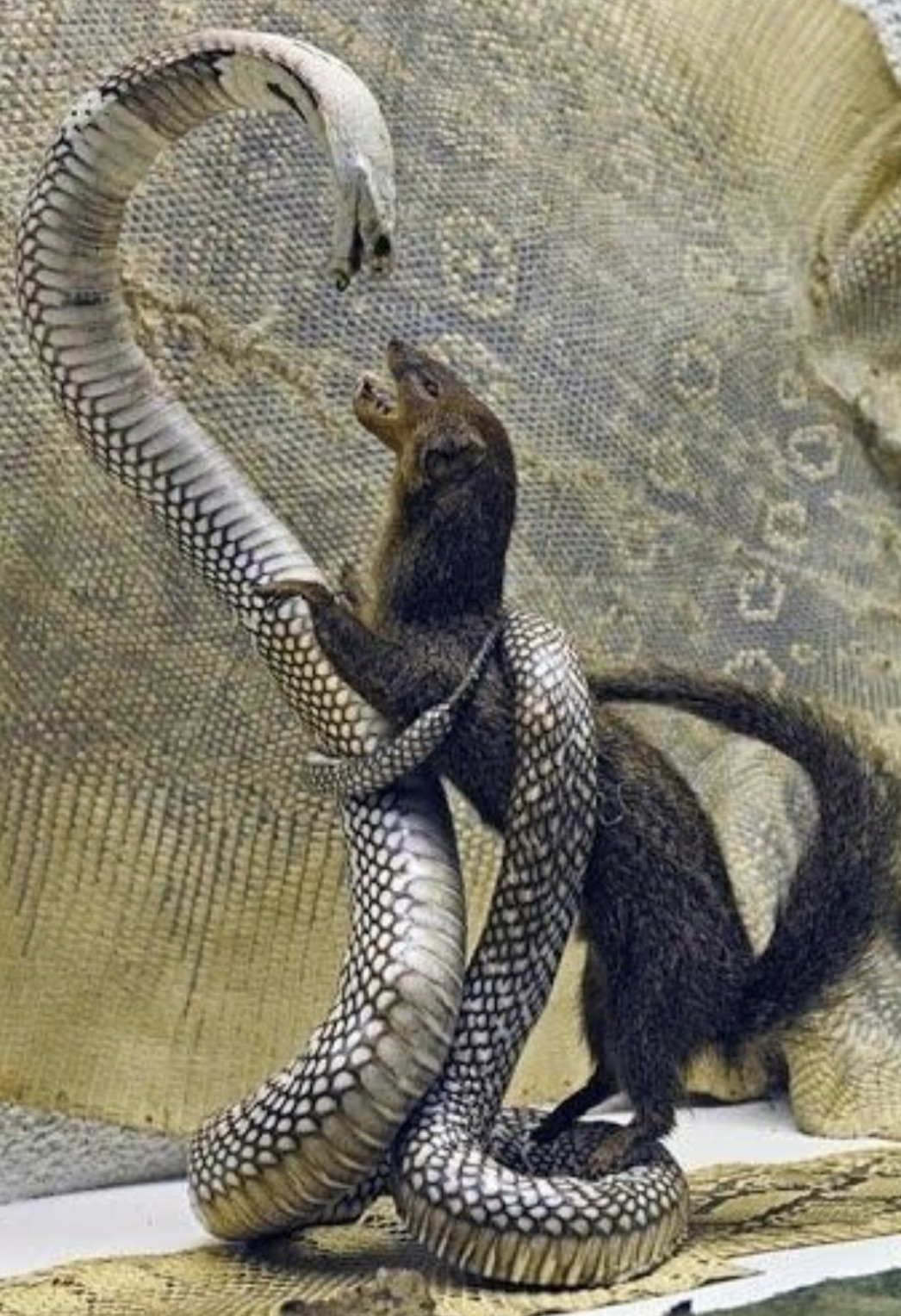 cobra vs mongoose - G;